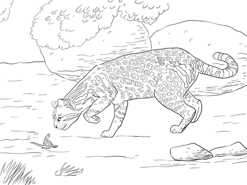 Ocelot And Butterfly Coloring Page